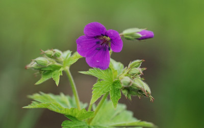 geranium_mrs_jean_moss.jpg