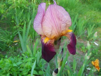 Garten_irisse_216.jpg