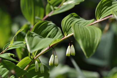 polygonatum-ohne-Namen.jpg