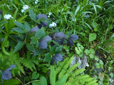Helleborus_Merlin_fars_2010.jpg