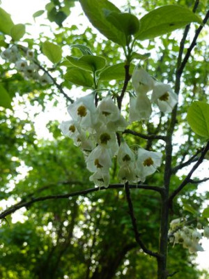 Halesia_carolina_fars_2010.jpg