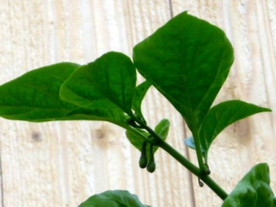 Habanero_im_vMH__5-1_kl.JPG