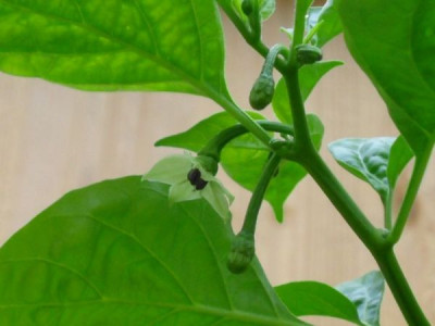 Habanero__5-14__Blute.JPG