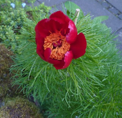Paeonia_tenuifolia_fars_2010.jpg