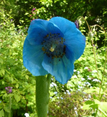 Meconopsis__x_sheldonii_fars_2010.jpg