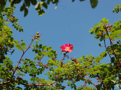 Highdownensis_0010__65689.jpg