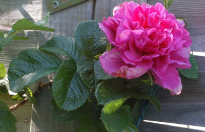 Roseraie_de_lHay_0010__65691.jpg