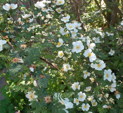 Rosa_sericea_pteracantha_0010__65693.jpg