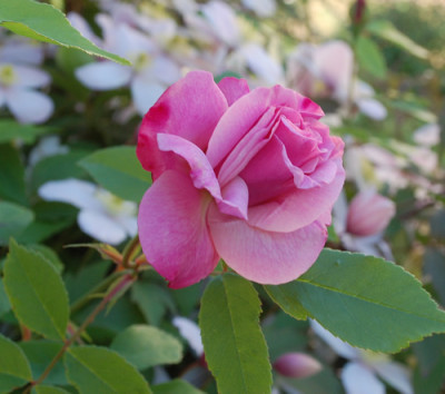 Old_Blush_Clg_0010__65703.jpg