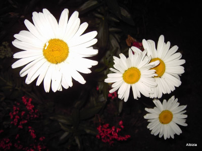 PICT3124-1.JPG