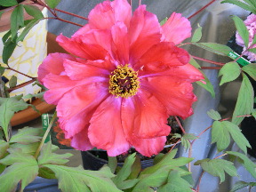 Rimg0153.jpg