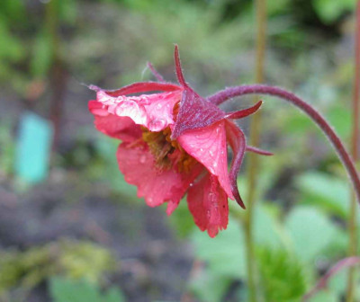 Geum_BeechHouseApricot_1024x768.jpg