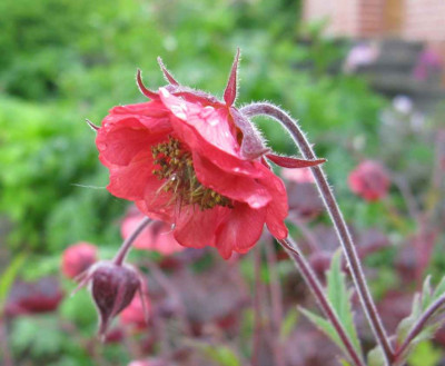 Geum_unbenannt_Vergleich_1024x768.jpg