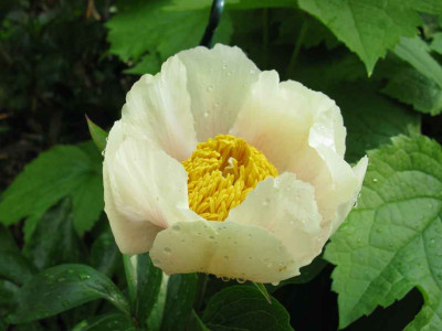 Paeonia_Claire_de_Lune.2010_1jpg_1024x768.jpg