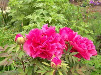 19._Mai_2010_042.jpg