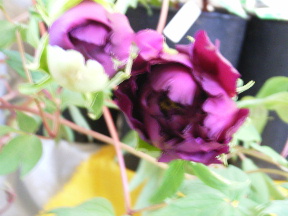 Rimg0154.jpg