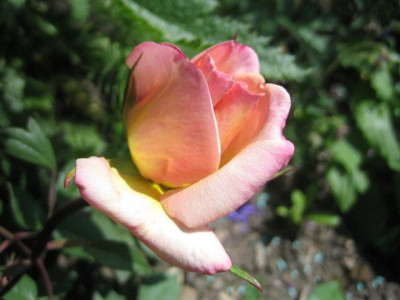 23mai2010_008_Small.jpg