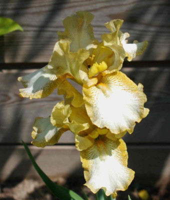 B3024a_Large.JPG