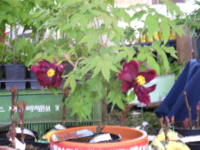 Rimg0155.jpg