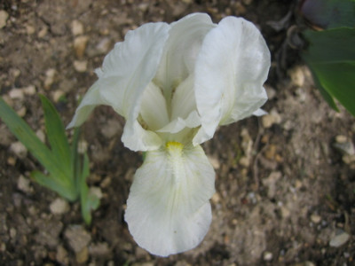 Sahnehaubchen.jpg