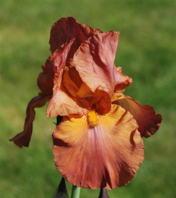 B3039a_Large.JPG