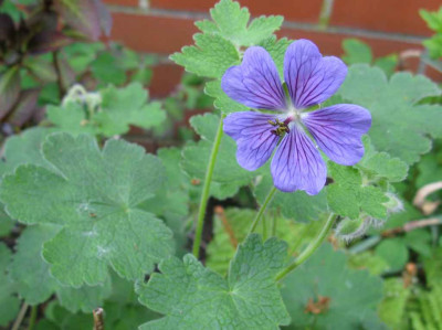 Geranium_ibericum_Turko_1024x768.jpg