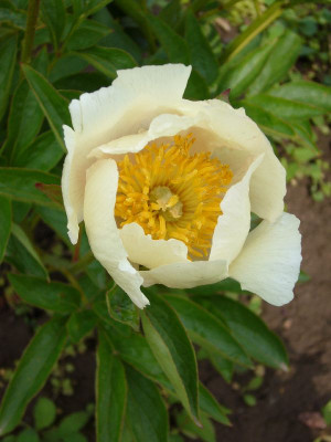 Paeonia_Starlight_1_800x800_80KB.jpg