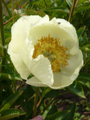 Paeonia_Starlight_2_800x800_80KB.jpg