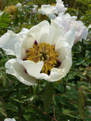 Strauchpfingstrose_1_800x800_80KB.jpg