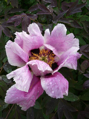 Strauchpfingstrose_2_800x800_80KB.jpg