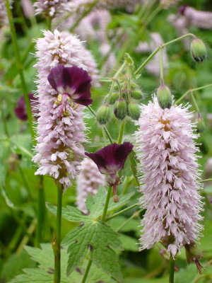 G._phaeum_u._Persicaria_800x800_80KB.jpg