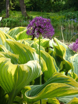 Hosta_u._Allium_800x800_80KB.jpg