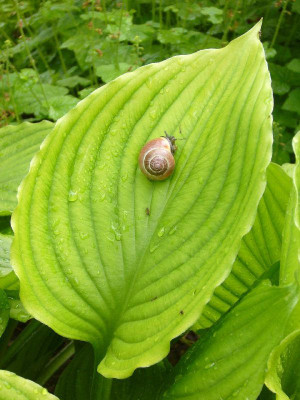 Schnecke_Hosta_800x800_80KB.jpg
