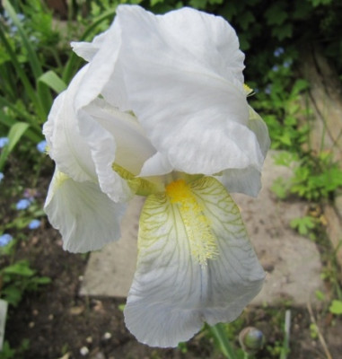 Iris_florentina_100523.jpg