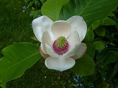 Magnolia_x_wieseneri_fars_2010.jpg