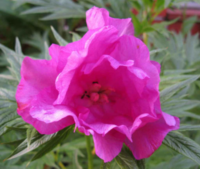 Paeonia_veitchii_1024x768.JPG