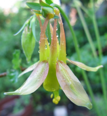 Aquilegia_barnebyi_100524.jpg