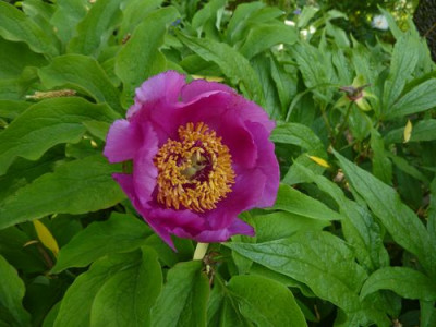Paeonia__officinalis_subsp._huthii_fars_2010.jpg