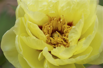 Paeonia_High_Noon.jpg
