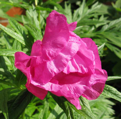 Paeonia_veitchii_oder_auch_nicht_1024x768.jpg
