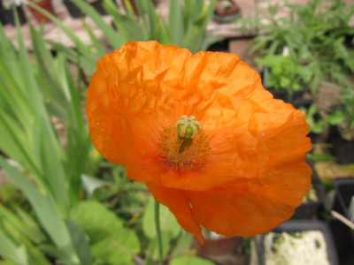 Papaver_atlanticum_100523.jpg