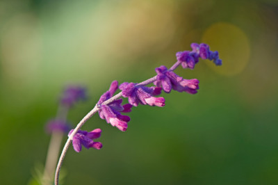 Salvia-leucantha-Mai2410.jpg