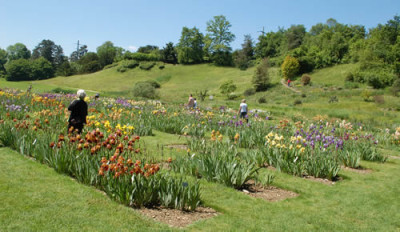 Iris_Bruglingen_0010__5982.jpg