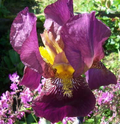 Mai_10._034_violette_Himmelmann.jpg