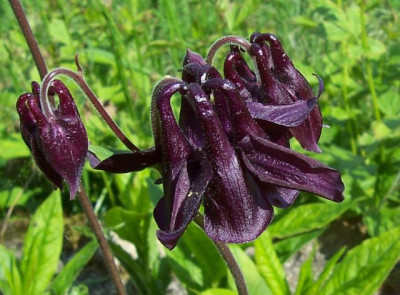 Mai_10._002_Akelei_aubergine.jpg