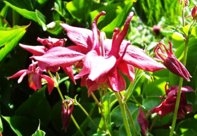 Mai_10._004_Akelei_rot.jpg