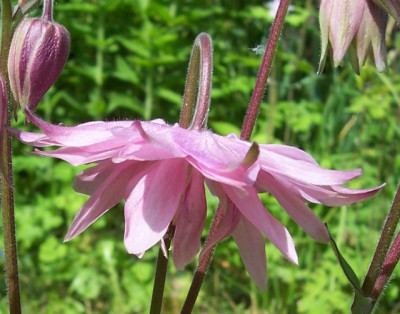 Mai_10._018_Akelei_rosa_spornlos.jpg