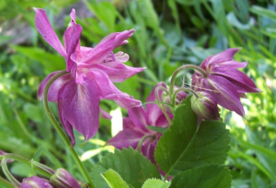 Mai_10._021_Akelei_dunkelrosa.jpg