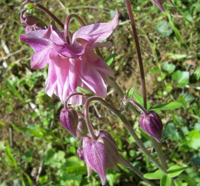 Mai_10._022_Akelei_rosa_doppel.jpg