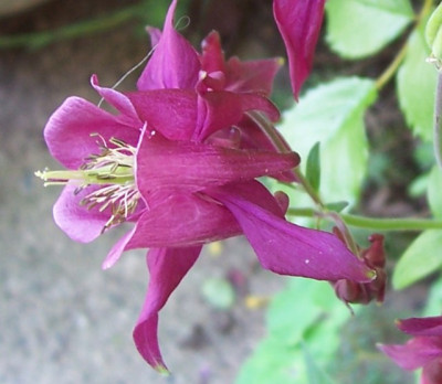 Mai_10._025_Akelei_rotviolett.jpg